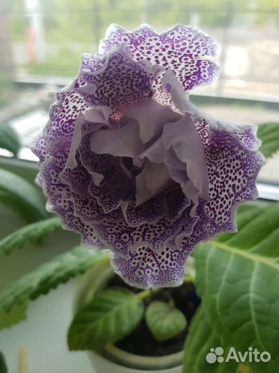 Глоксиния махровая 