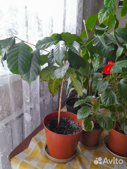 Комнатные цветы