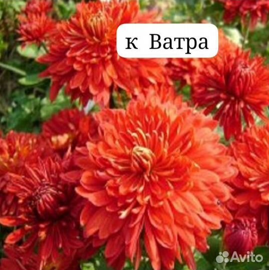 Хризантемы