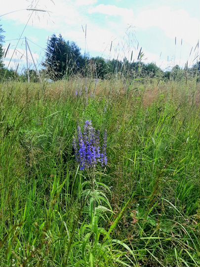 Участок 100 сот. (СНТ, ДНП)