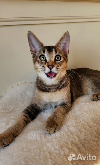 Котята Каракет