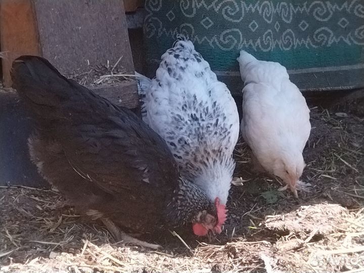 Цыплята подрощенные