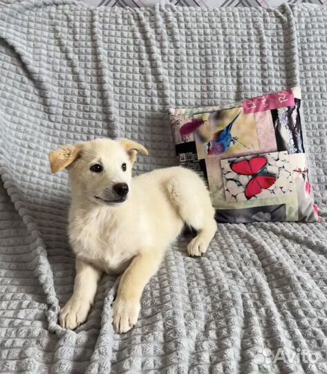 Щенок Бетти в дар