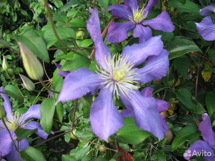 Клематисы