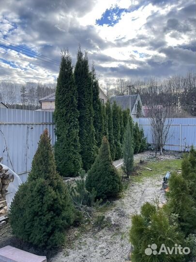 Туя смарагд