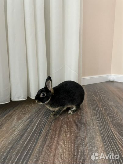 Черный кролик символ 2023 фотосессия