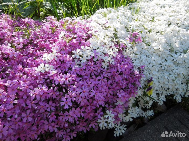 Флокс шиловидный