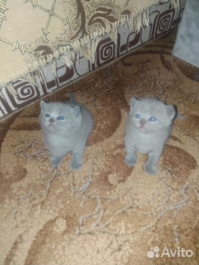 Британские котята