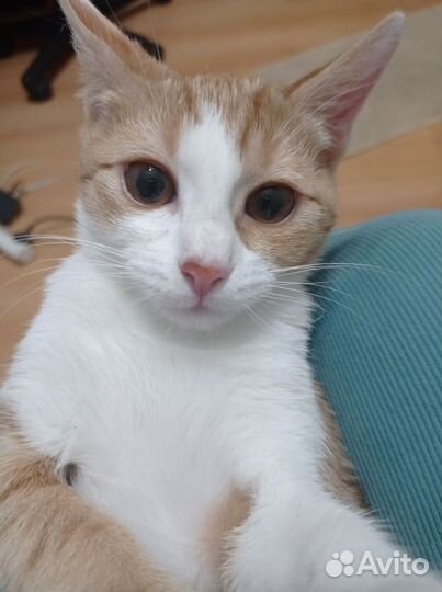 Кошка 3,5 мес
