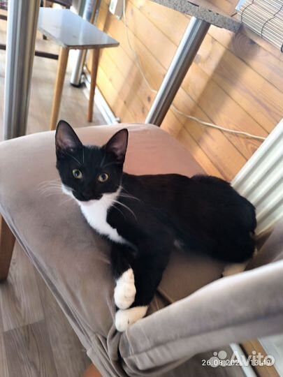 Кошка в дар