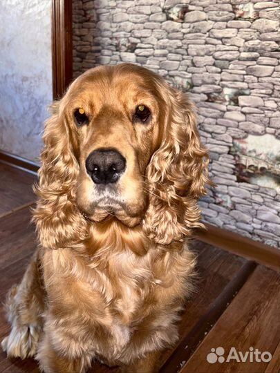 Вязка кокер спаниель английский