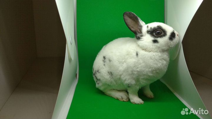 Карликовые крольчата рекс