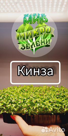 Микрозелень розница