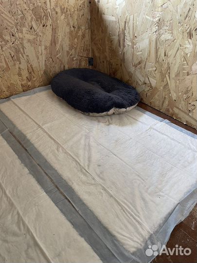 Передержка животных