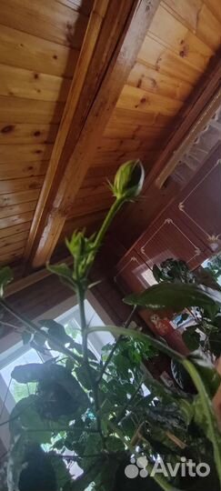 Чайная роза цветок