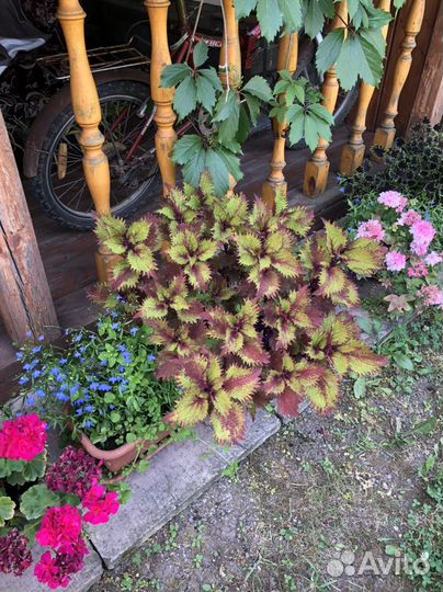 Колеусы вегетативные