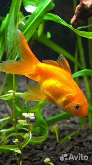 Рыбки в аквариум любого размера