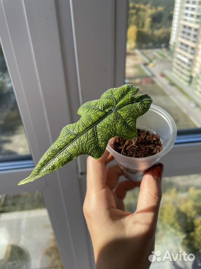 Алоказия жаклин