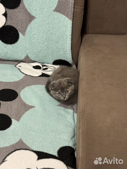 Шотландская вислоухая