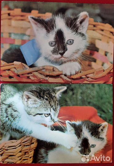 Открытки кошки гдр