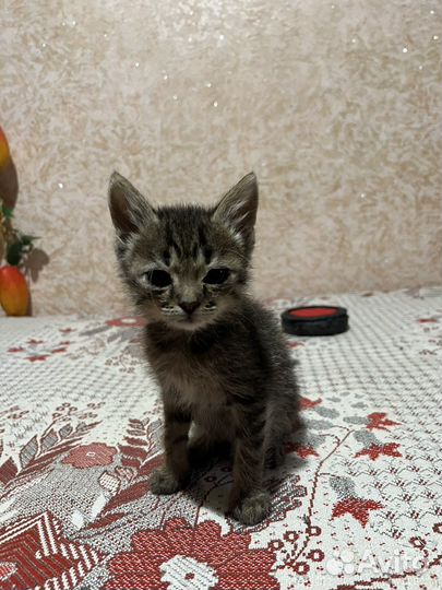 Кошка в дар