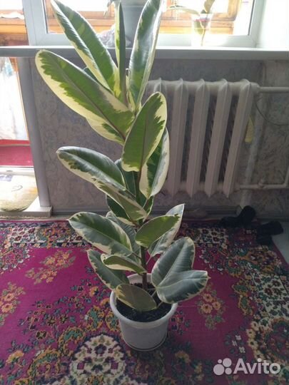 Фикус Эластика Тинеке