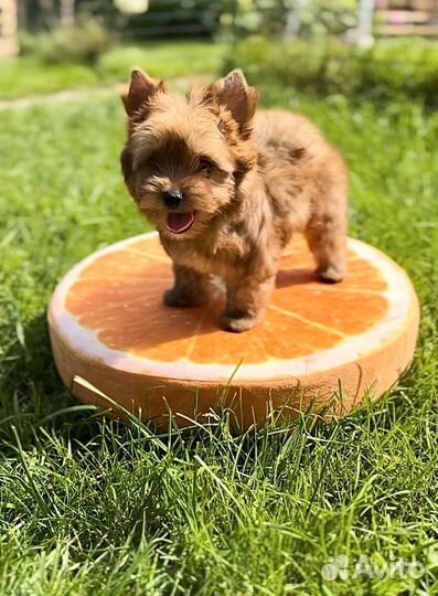 Йоркширский терьер мини