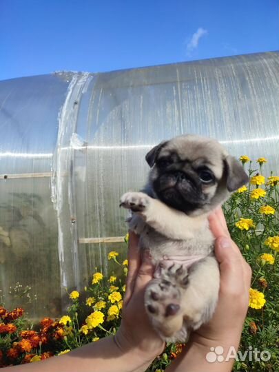 Щенки мопса