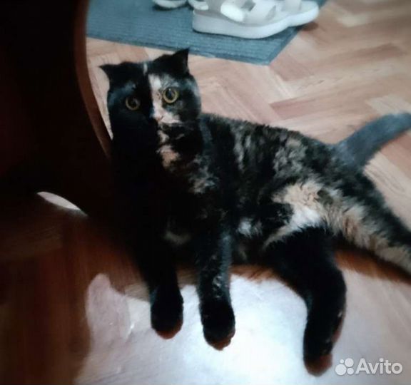 Кошка шотландская вислоухая