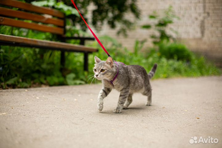 Кошечка в добрые руки