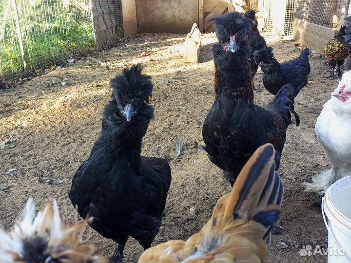 Яйцо куриное инкубационное