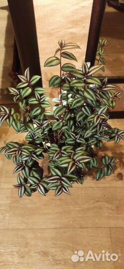 Традесканция