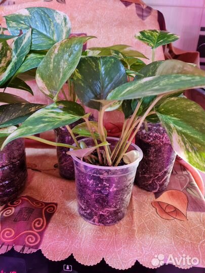 Эпипремнум золотистый (лат. Epipremnum aureum)