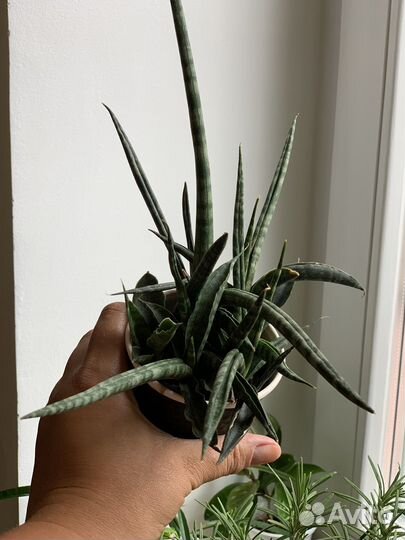 Сансивиерия цилиндрика