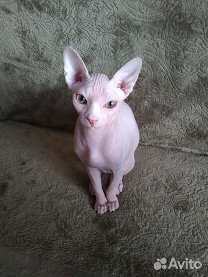 Канадский сфинкс