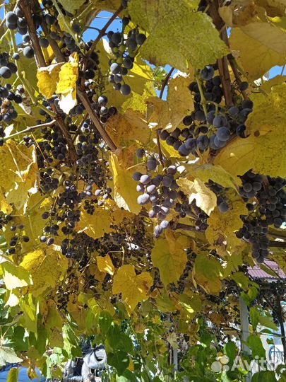 Виноград Изабелла