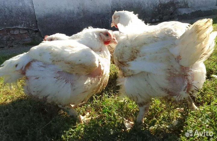 Куры молодки