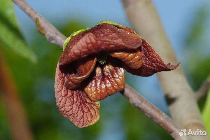 Азимина саженцы и семена крупноплодной формы Почта