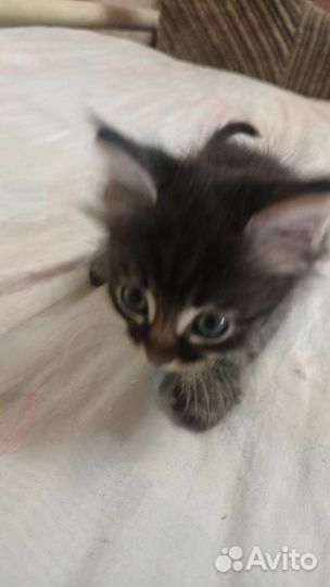 Вислоухие котята