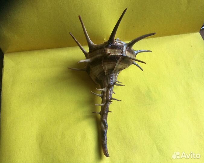 Морская раковина Murex (bolinus ) cornutus 155 мм