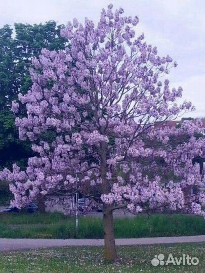 Саженцы павловнии