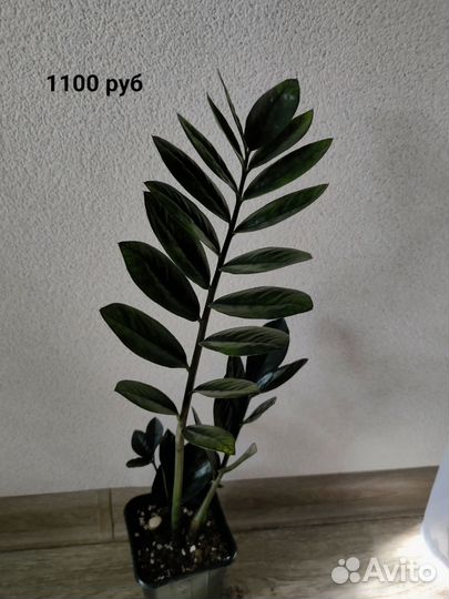 Замиокулькас Черный Равен