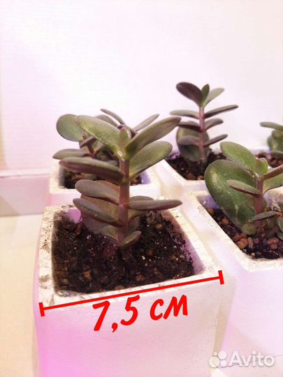 Денежное дерево