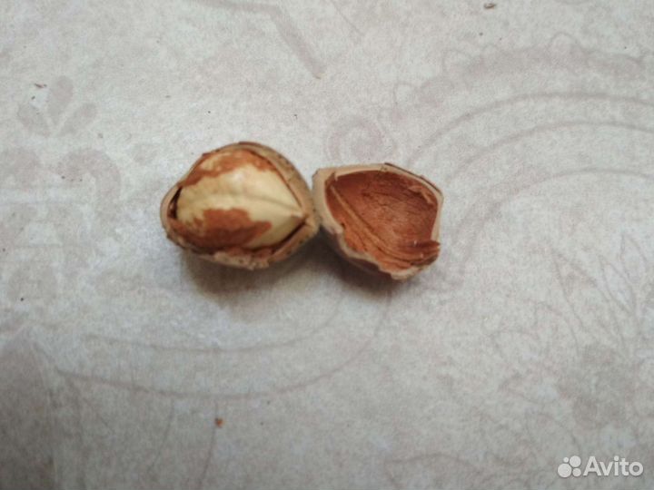 Лещина краснолистная (орешник)