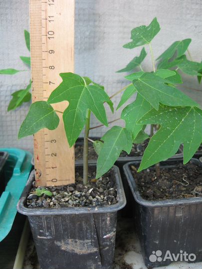 Продам саженцы папайи