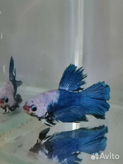 Рыбка петушок