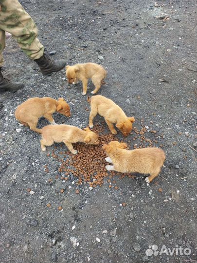 Щенки