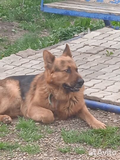 Щенки немецкой овчарки