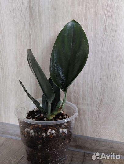 Сциндапсус Треби Дарк Форм