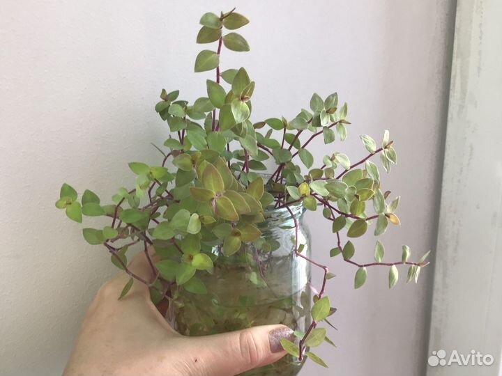 Каллизия мелколистная, филодендрон бархат, срезы